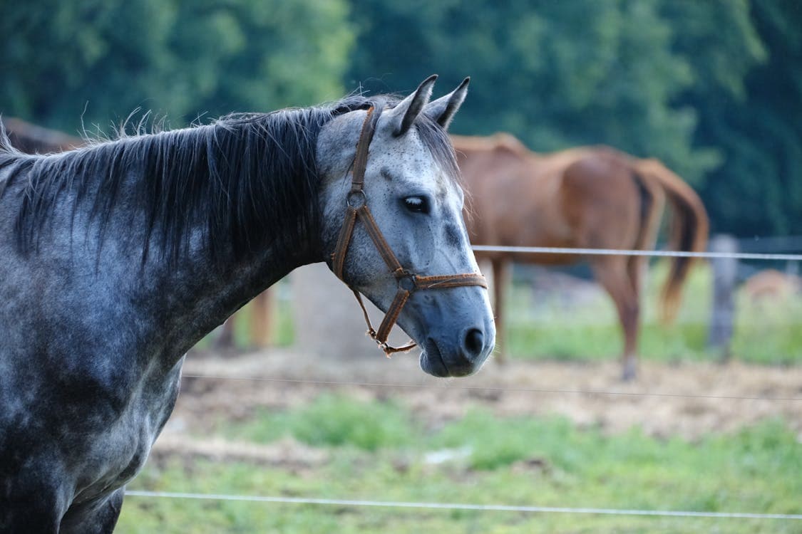 Älteres Pferd — Cushing PPID Fütterung