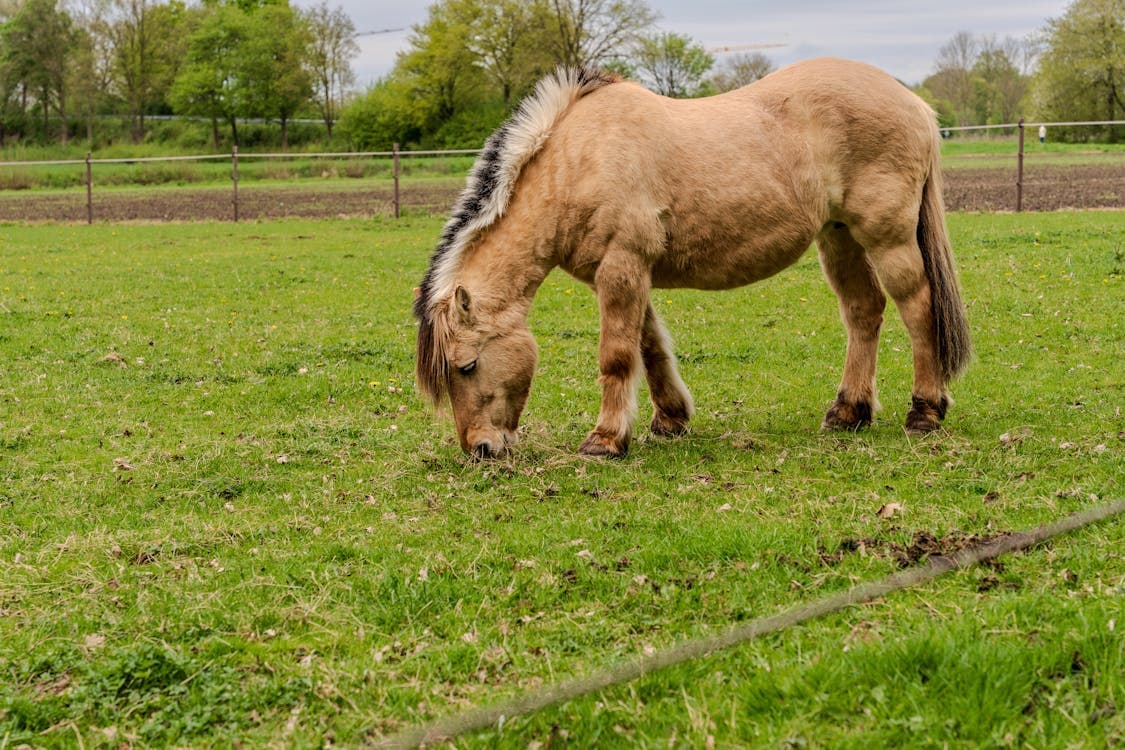 Pferd mit EMS — NSC-arme Ration