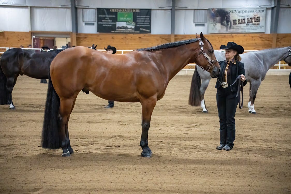 Person mit Pferd beim Messen: Körpergewicht Pferd schätzen