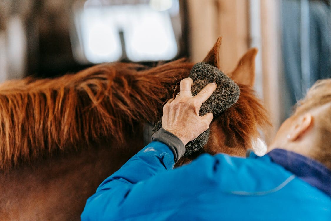 Pferd mit glänzendem Fell: Kupfer- und Zinkmangel beim Pferd