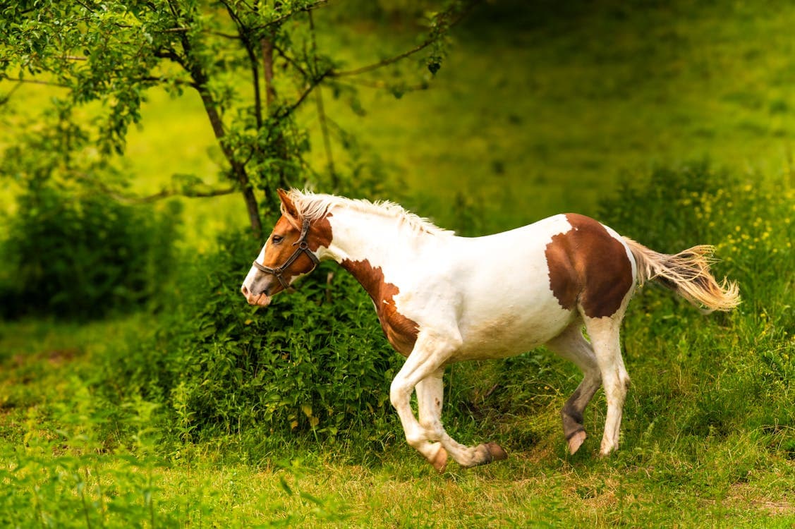 Pferd in Bewegung — Magnesiummangel beim Pferd erkennen
