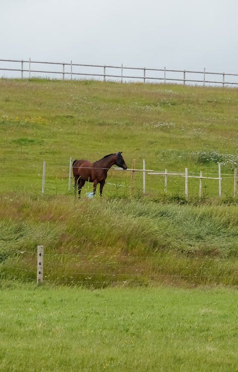 Pferd auf selenarmem Boden — Selenmangel erkennen