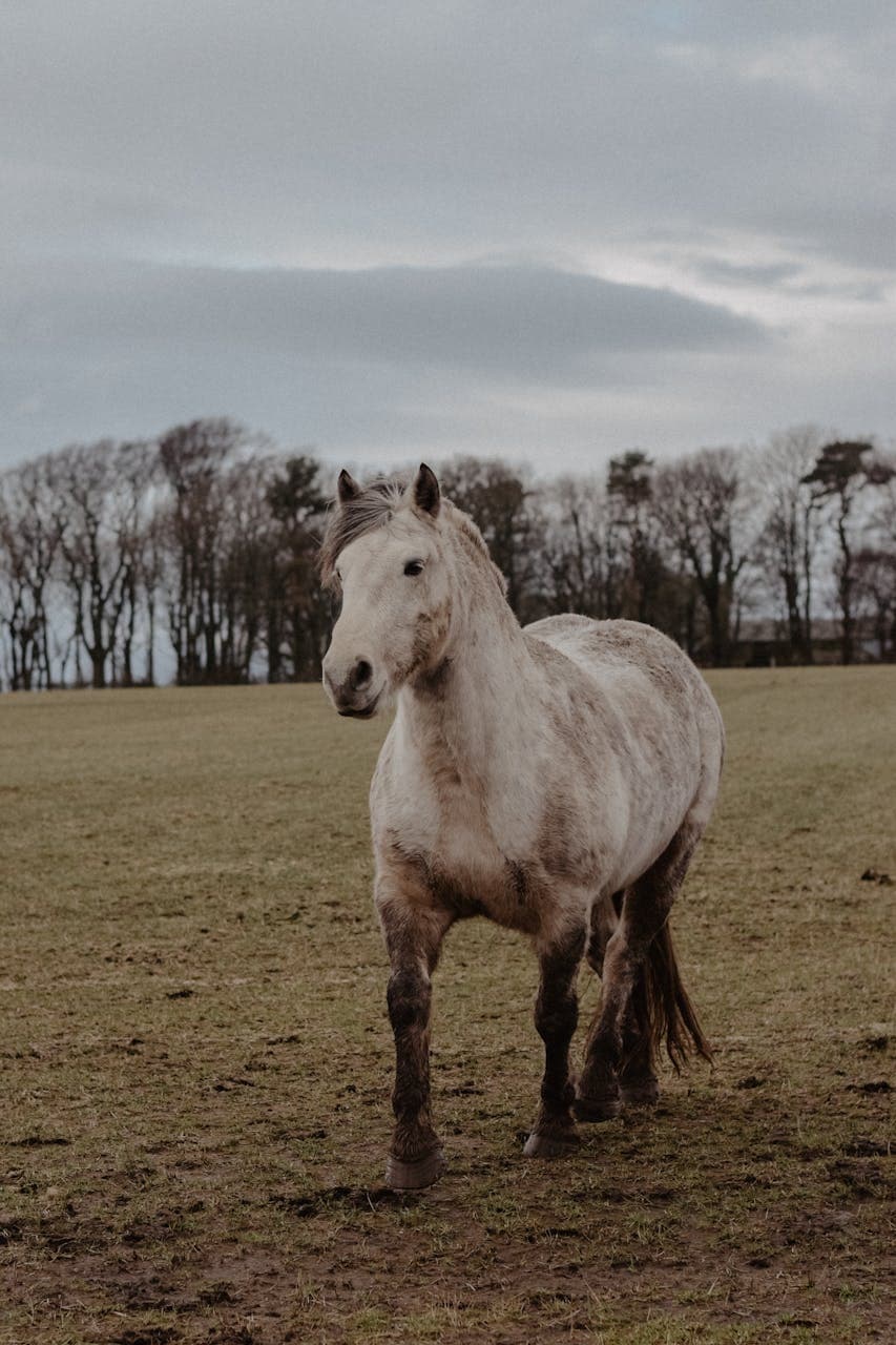 Älteres Pferd auf der Weide — Seniorenpferd Fütterung