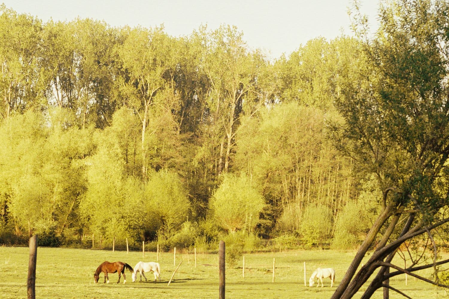 Pferde auf sonniger Weide — Vitamin A und Vitamin D beim Pferd