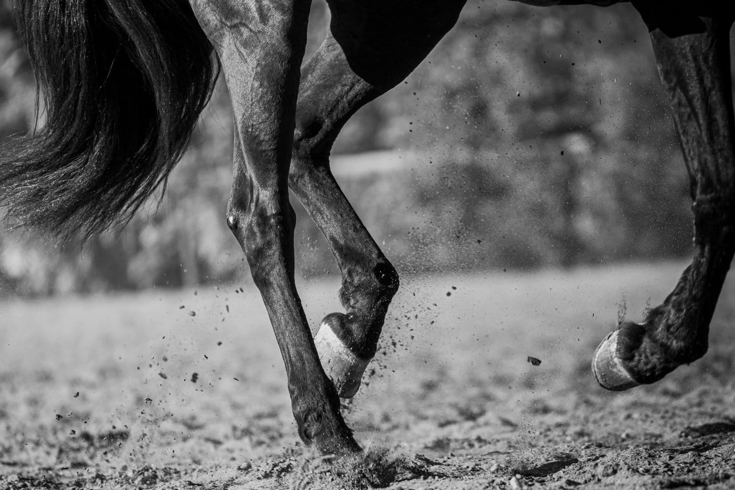 Pferd in schneller Bewegung — Vitamin-E-Mangel und Muskelfunktion beim Pferd